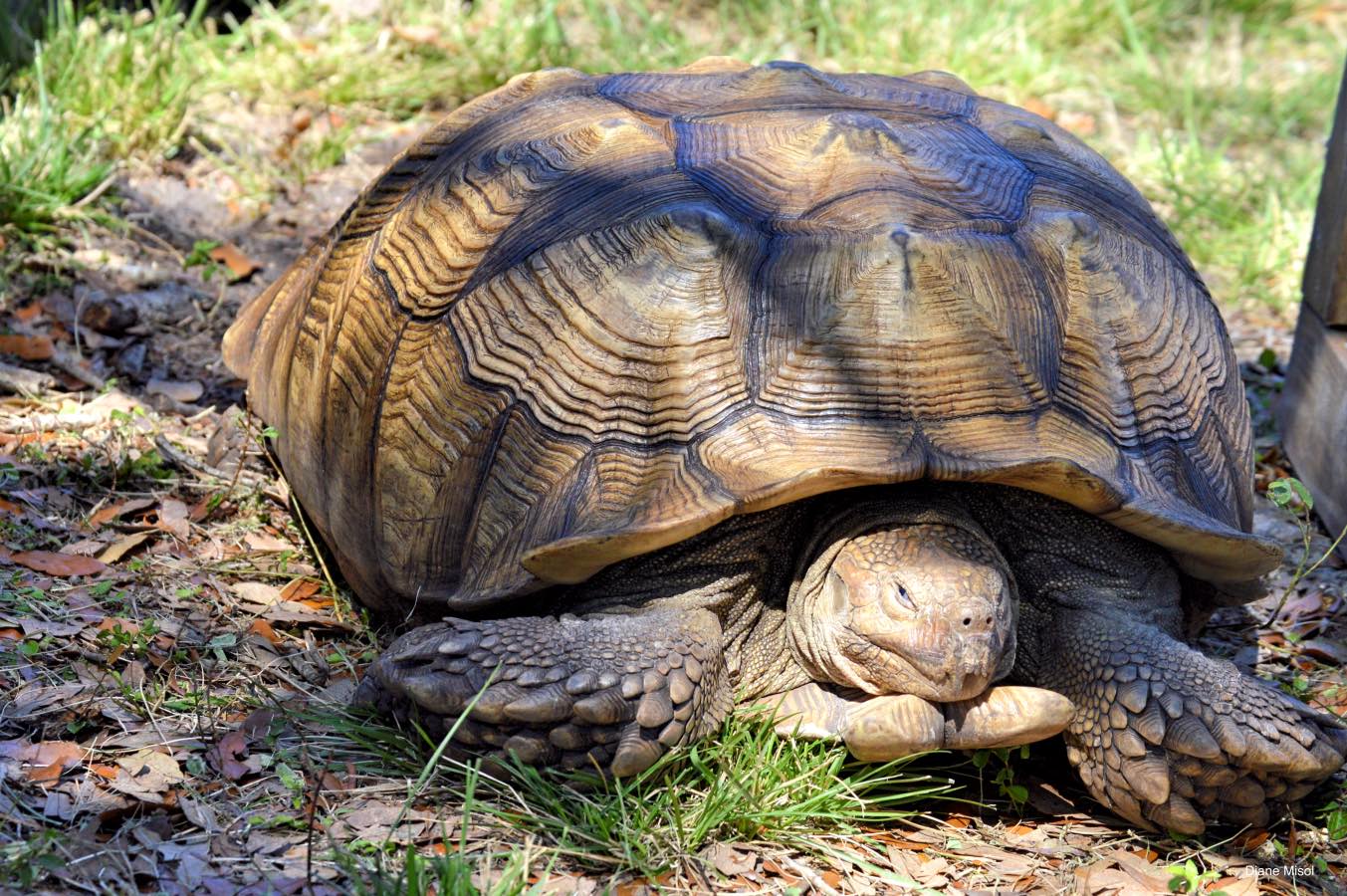 Snapping Turtle Wild Booth Florida | TravelFoodDrink.com